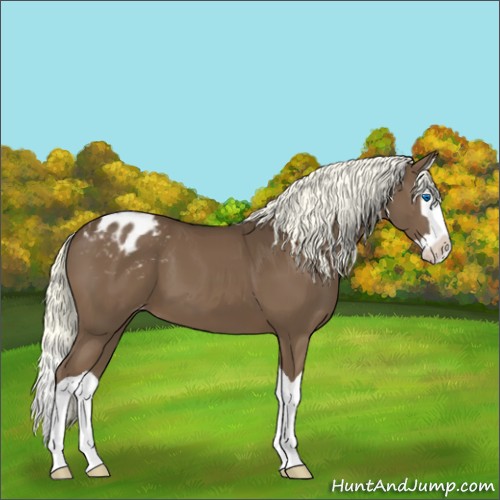 Horse Color:Liver Chestnut Splash Appaloosa 