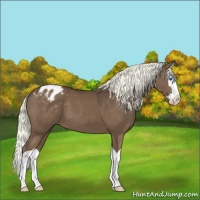 Horse Color:Liver Chestnut Splash Appaloosa 