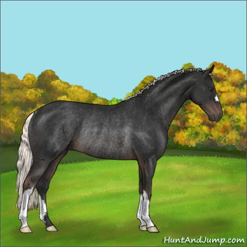 Horse Color:Liver Chestnut Mushroom Rabicano 