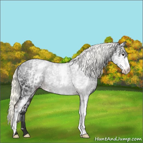 Horse Color:White Spotted Liver Chestnut Rabicano 