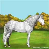Horse Color:White Spotted Liver Chestnut Rabicano 