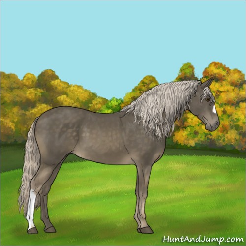 Horse Color:Chocolate Palomino