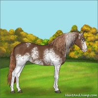Horse Color:White Spotted Liver Chestnut 