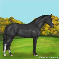 Horse Color:Black Appaloosa
