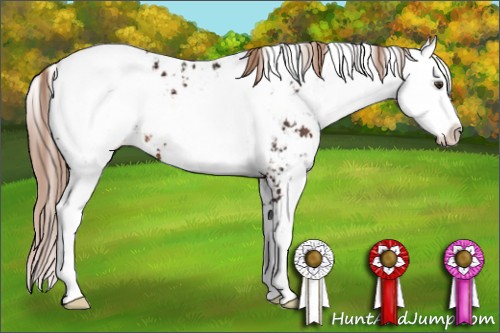 Horse Color:Liver Chestnut Sabino Appaloosa 