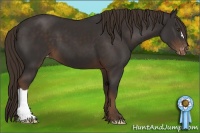 Horse Color:Liver Chestnut Appaloosa
