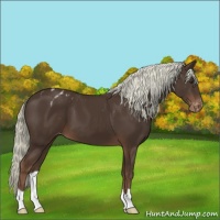 Horse Color:Liver Chestnut Mushroom Varnish