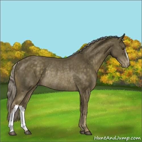 Horse Color:Chocolate Palomino Mushroom Appaloosa Rabicano 