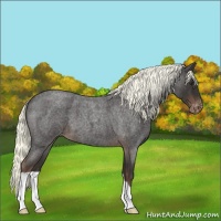 Horse Color:Liver Red Roan Appaloosa