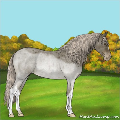 Horse Color:Chocolate Palomino Roan Appaloosa 