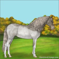 Horse Color:Chocolate Palomino Roan Appaloosa