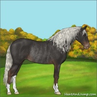 Horse Color:Liver Chestnut Appaloosa Rabicano