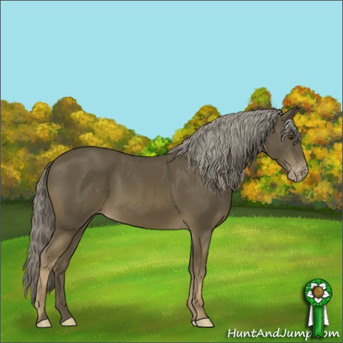 Horse Color:Chocolate Palomino Appaloosa 