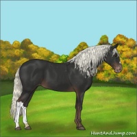Horse Color:Liver Chestnut Mushroom Varnish