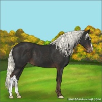 Horse Color:Liver Chestnut Appaloosa 