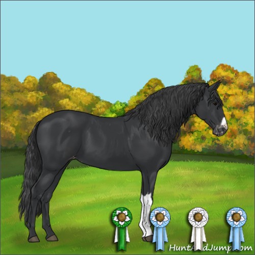 Horse Color:Black Appaloosa 