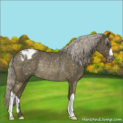 Horse Color:Chocolate Palomino Appaloosa Rabicano