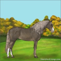 Horse Color:Chocolate Palomino Mushroom Varnish 