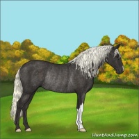 Horse Color:Liver Chestnut Rabicano