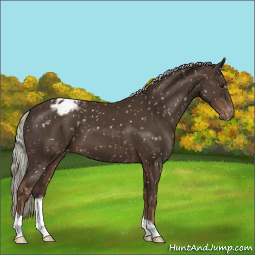 Horse Color:Liver Chestnut Mushroom Appaloosa 