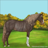 Horse Color:Liver Chestnut Varnish Rabicano 