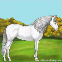 Horse Color:Liver Chestnut Sabino