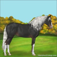 Horse Color:Liver Chestnut Appaloosa