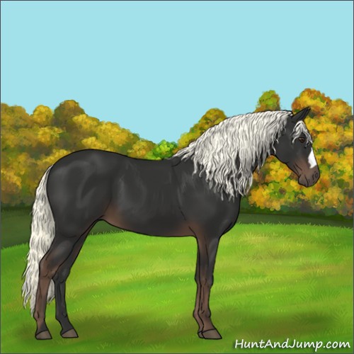 Horse Color:Liver Chestnut