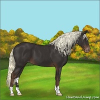 Horse Color:Liver Chestnut Mushroom Varnish 