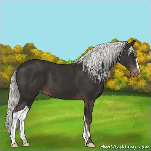 Horse Color:Liver Chestnut Appaloosa