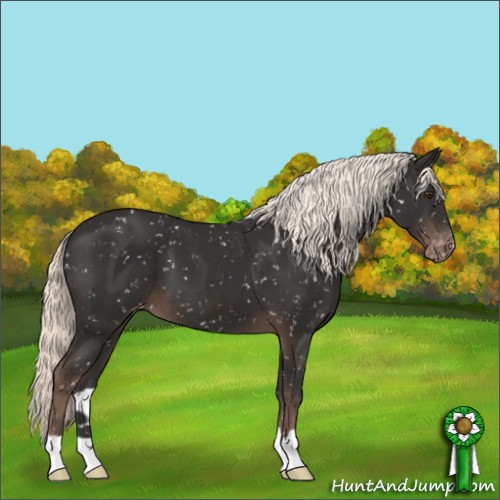 Horse Color:Liver Chestnut Appaloosa 