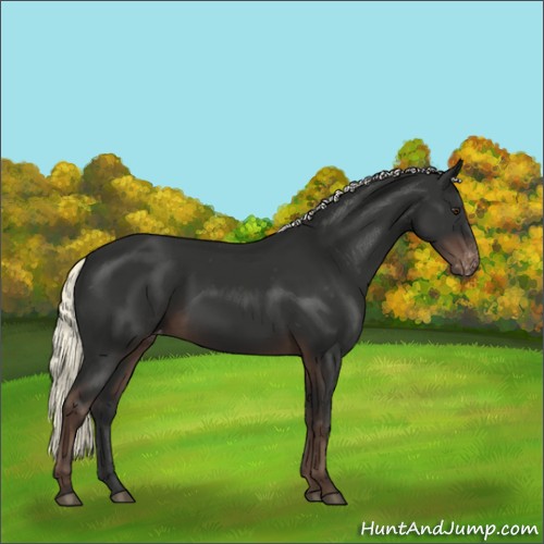 Horse Color:Liver Chestnut Mushroom Appaloosa 