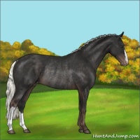 Horse Color:Liver Chestnut Mushroom Appaloosa Rabicano 