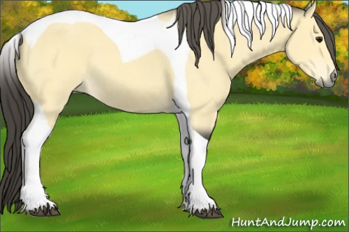 Horse Color:Buckskin Tobiano