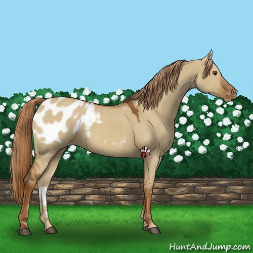 Horse Color:Red Dun Appaloosa 