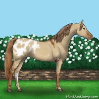Horse Color:Red Dun Blanket 