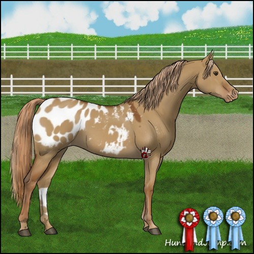 Horse Color:Red Dun Appaloosa 