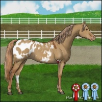 Horse Color:Red Dun Appaloosa 