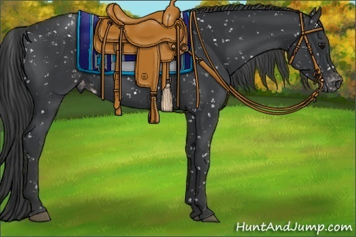 Horse Color:Black Appaloosa 