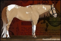 Horse Color:Red Dun Splash Tobiano 
