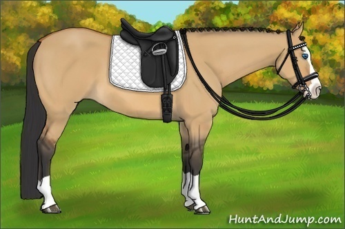 Horse Color:Bay Dun Splash 