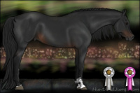 Horse Color:Gray Brown Sabino 