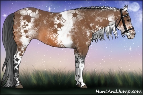 Horse Color:White Spotted Bay