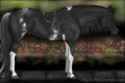 Horse Color:Gray White Spotted Smoky Black Tobiano 