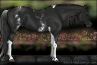 Horse Color:Gray White Spotted Smoky Black Tobiano 