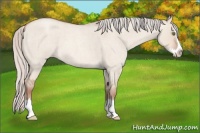 Horse Color:Silver Sable Champagne Roan Dun Splash 