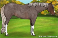 Horse Color:Silver Brown Roan 