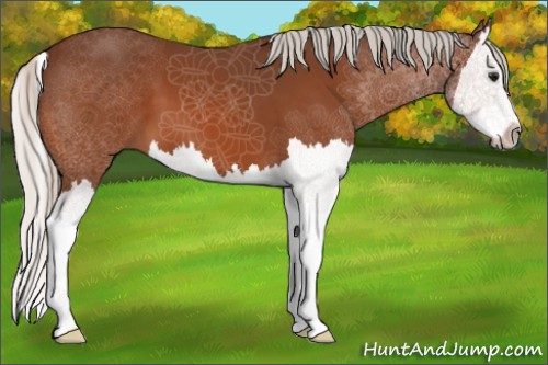 Horse Color:Silver Bay Splash 