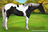 Horse Color:Midnight Silver Black Tobiano