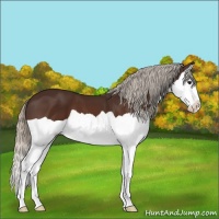 Horse Color:Silver Brown Splash